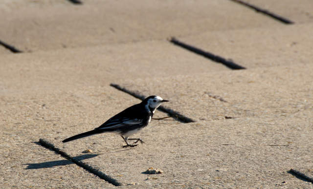 DSC_0051.jpg