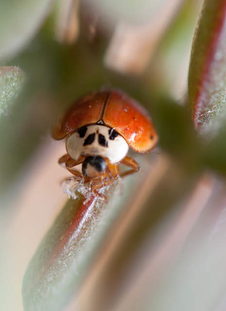 Ladybird