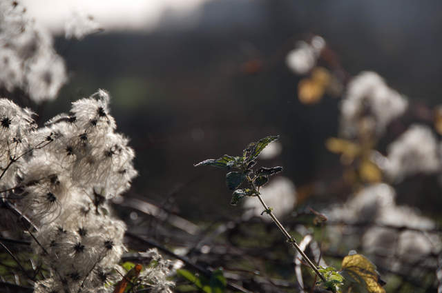 Farthing Copse