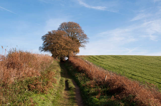 Farthing Copse