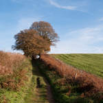 Farthing Copse
