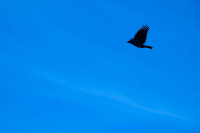Flying Crow