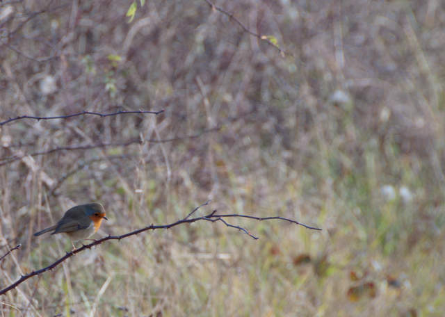 Robin