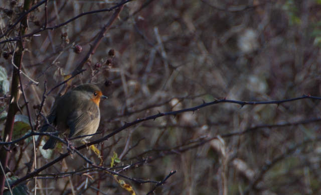 Robin