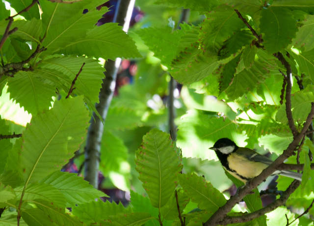 DSC_0211.jpg