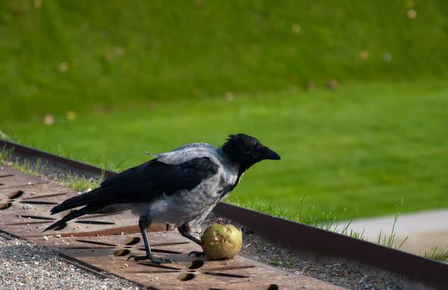 DSC_0592.jpg