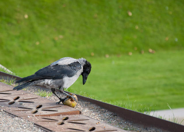 DSC_0602.jpg