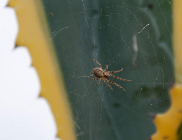 DSC_0633.jpg