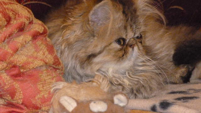 Miss Muffin 004