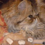 Miss Muffin