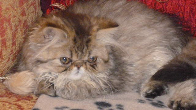 Miss Muffin 005