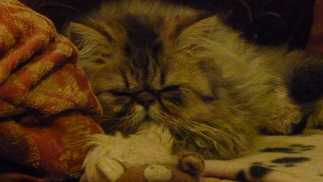 Miss Muffin