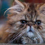 Miss Muffin