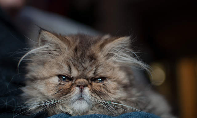DSC_0083.jpg