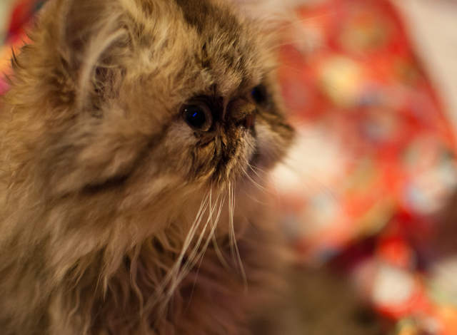 DSC_0236.jpg