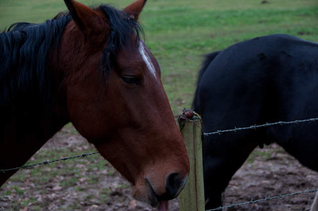 DSC_0104.jpg