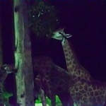 Night Safari