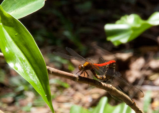 DSC_0158.jpg