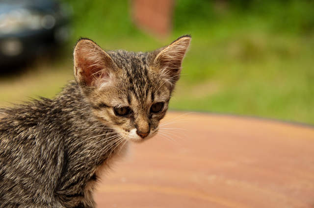 DSC_0332.jpg