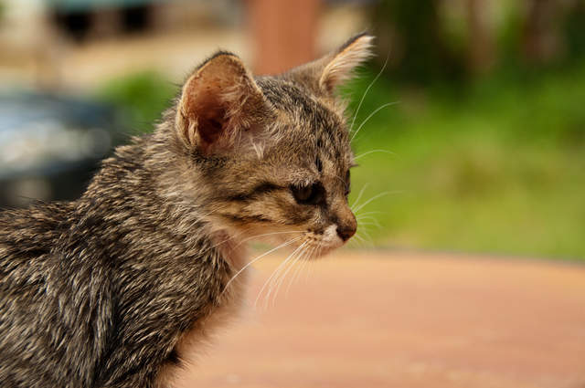 DSC_0333.jpg