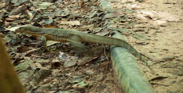 DSC_0080.jpg