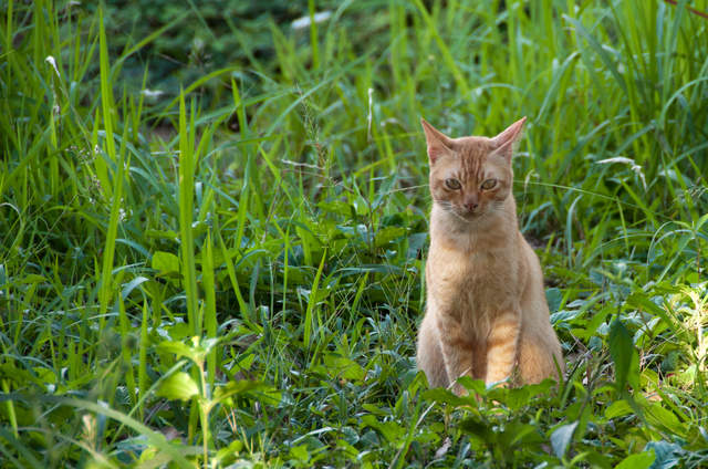 DSC_0133.jpg