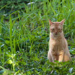 DSC_0133.jpg