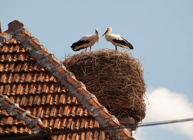 Storks