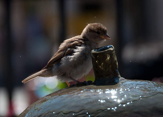 DSC_0478.jpg