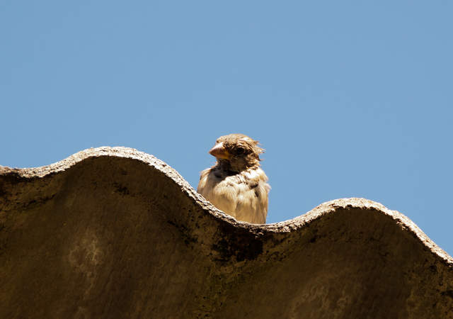 DSC_0439.jpg