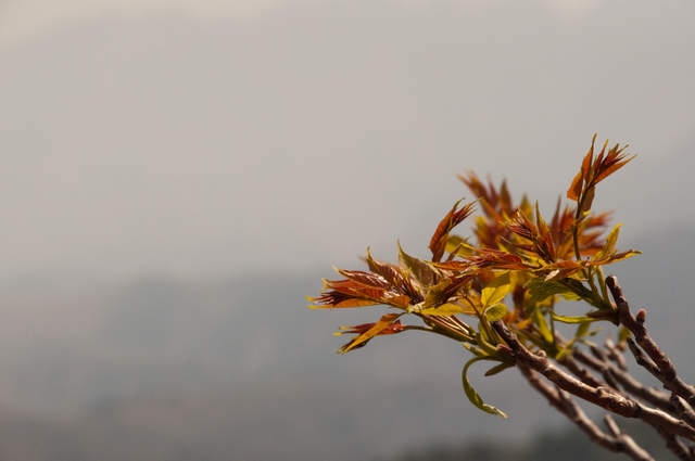 DSC_0490.jpg