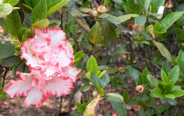 DSC_0197.jpg