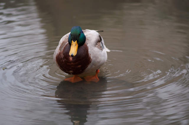DSC_0295.jpg