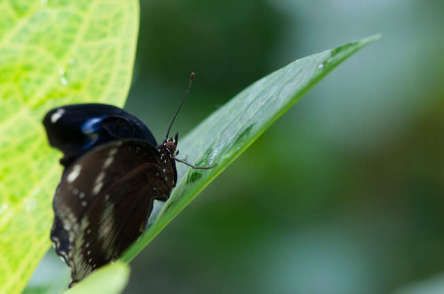 DSC_0038.jpg
