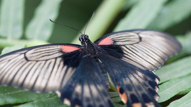 DSC_0074.jpg