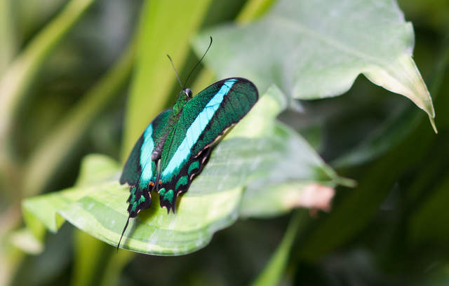 DSC_0137.jpg