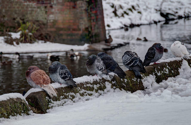 Cold pigeons