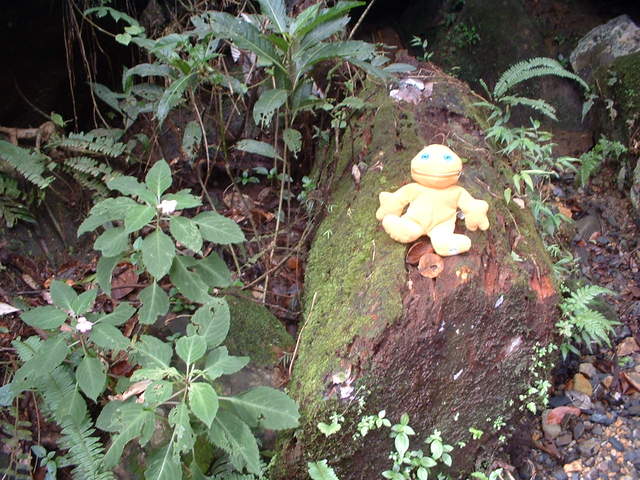 Zippy posing for the camera again, gosh he's so photogenic