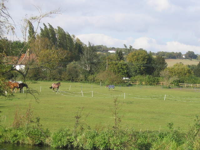 Donkey