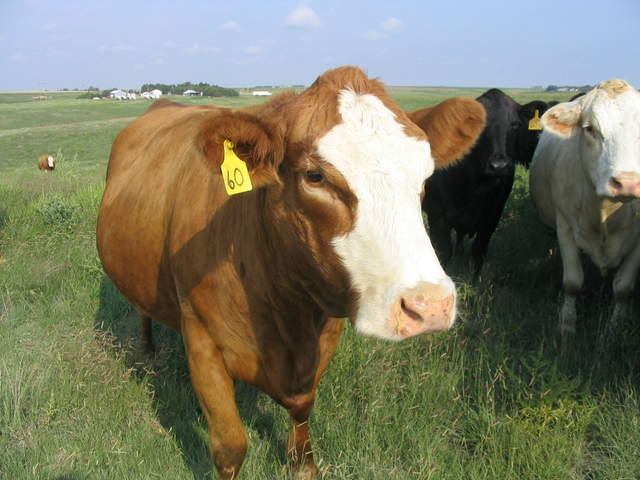 usa2004 041.jpg