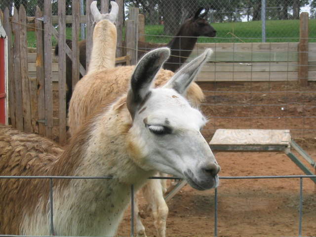 usa2004 083.jpg