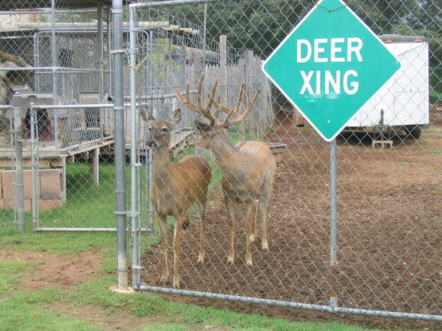 usa2004 093.jpg