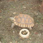 usa2004 098.jpg
