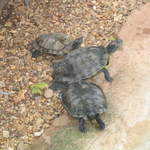 usa2004 101.jpg