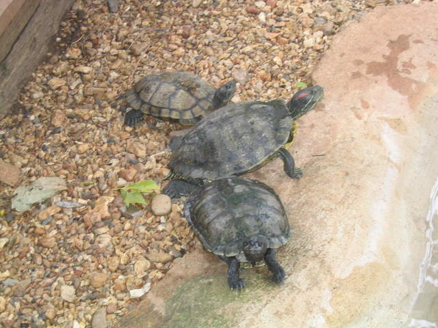 usa2004 101.jpg