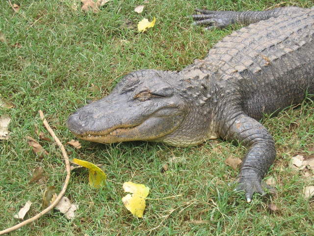 usa2004 103.jpg