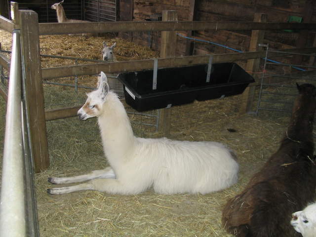 llamafarm 001.jpg
