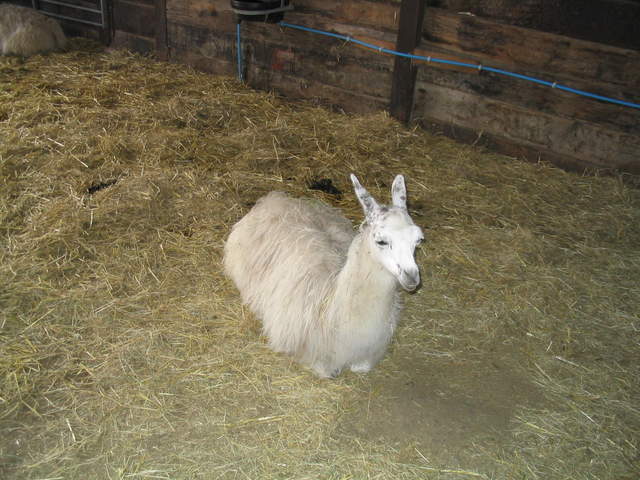 llamafarm 002.jpg