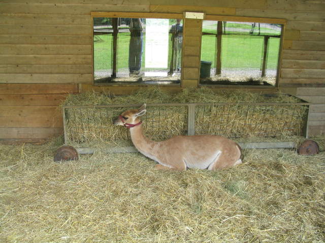 llamafarm 003.jpg