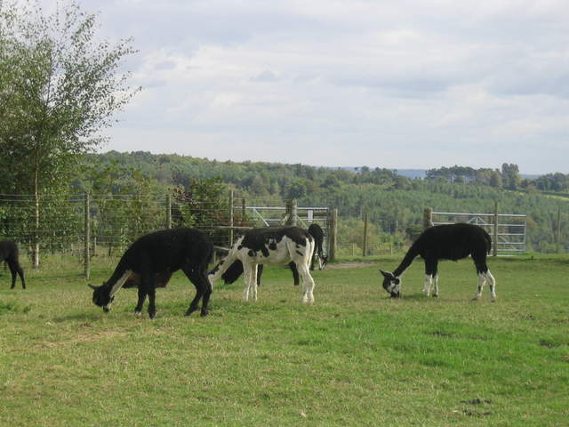 llamafarm 004.jpg